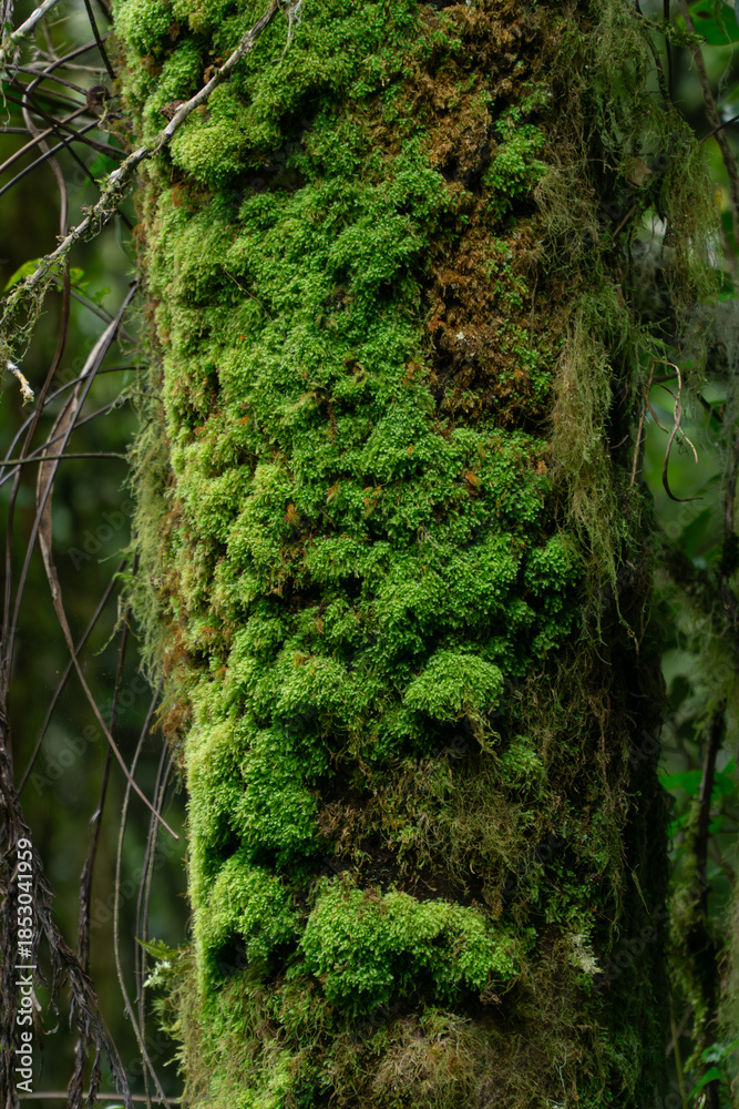 Obraz premium Mossy Tree Trunk in Lush Woodland: Close-up of a tree trunk blanketed in vibrant green moss, showcasing nature's artistry in a dense, verdant forest.