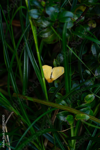 Golden Wings in Green: A striking yellow butterfly finds its moment amidst lush, verdant grass and foliage, a delicate dance of nature's beauty and fragility. 
