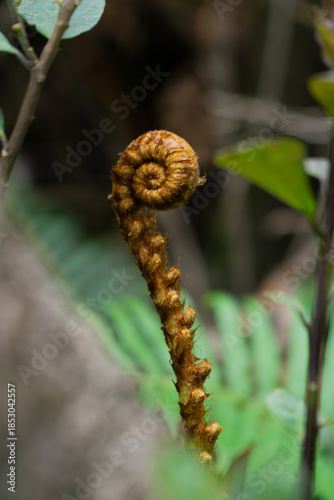 Fern's Unfurling: A close-up showcases the intricate detail of a fern frond as it gracefully unfurls, revealing nature's delicate artistry and the promise of growth.