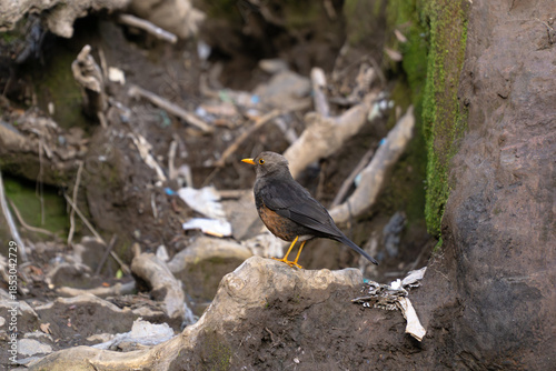 Urban Robin Amidst Rubble: A resilient robin perched amidst a mix of stones and waste in an urban setting, illustrating survival.