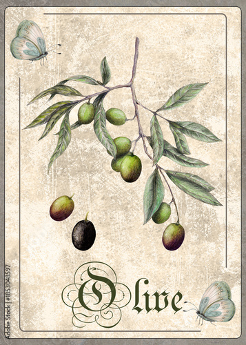 Hand Drawn Botanical Illustration of Olive