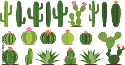 Green cactus and succulent plants vector illustration set with desert botanical elements isolated on white background
