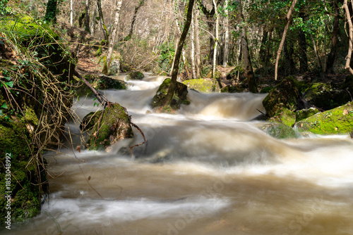 Creek in the forest in springtime