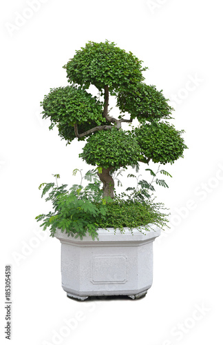 Benjamin's ficus on a white background.