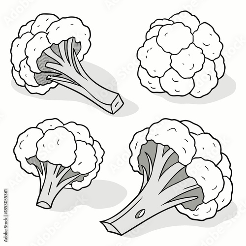 Black and white line of four cauliflower heads vegetable