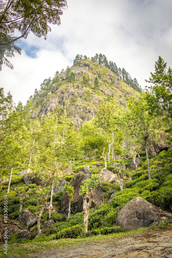 Fototapeta premium idalgashinna, sri lanka, hiking, outdoors, moutains, tea plantations, ceylon, railways