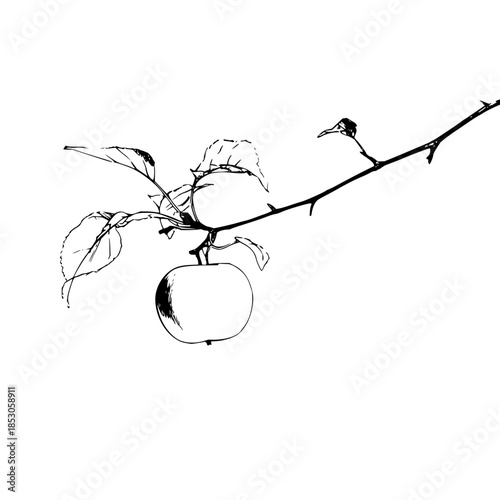 An apple hanging from a branch with leaves and thorns in a black and white sketch style illustration