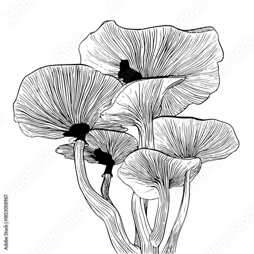 Detailed line art depiction of a cluster of mushrooms with visible gills and stems on white background