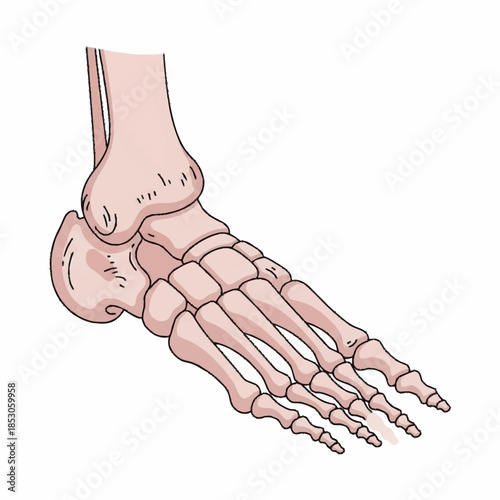 Anatomical Illustration of the Human Foot Bones.