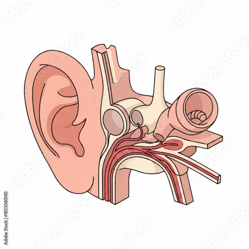 Detailed Anatomical Illustration of the Human Ear Structure.