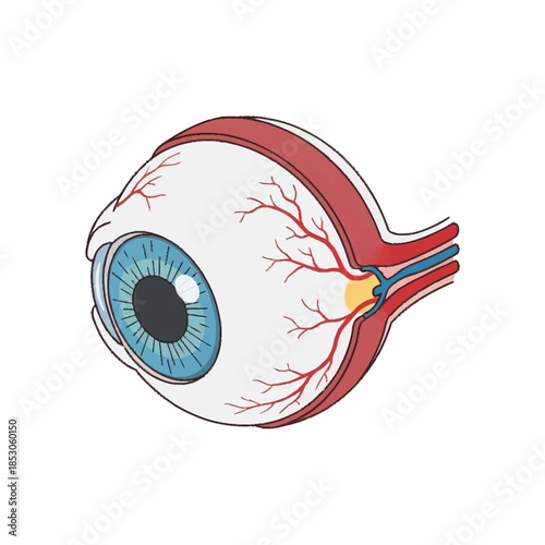 Detailed Anatomical Illustration of the Human Eye Structure.