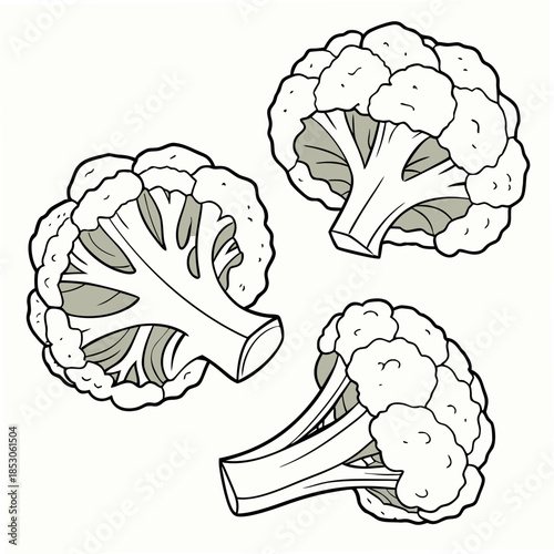 View cauliflower segments vegetable food white green