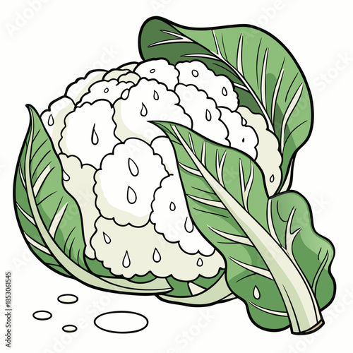 Washed organic cauliflower with water droplets and green leaves