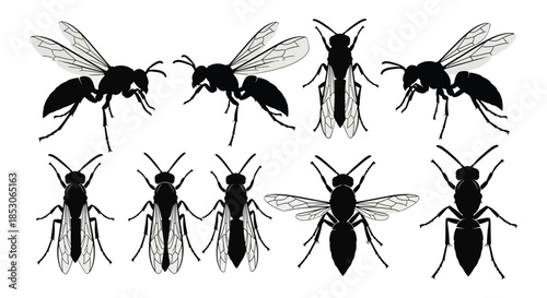 Detailed black fly silhouettes for design use