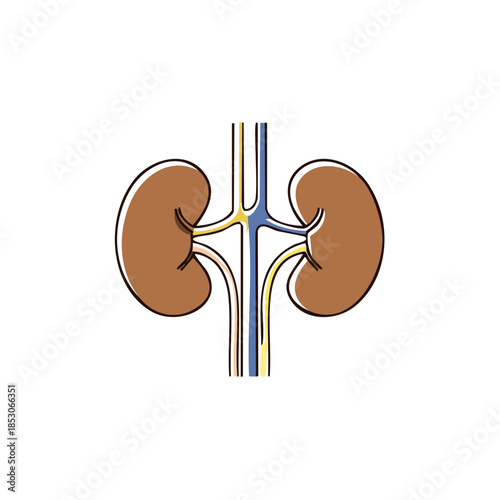 Kidney anatomy illustration showcasing renal organs, blood vessels, ureters, and the urinary system. Human biology and health science.