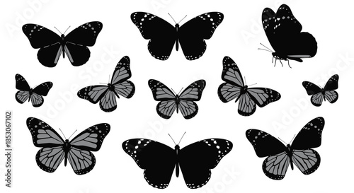 Butterfly silhouettes on white background