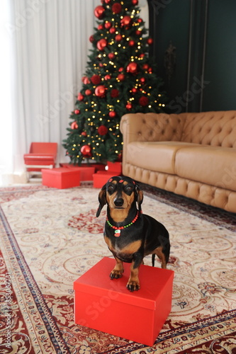 cachorro fofo duchshund no natal 