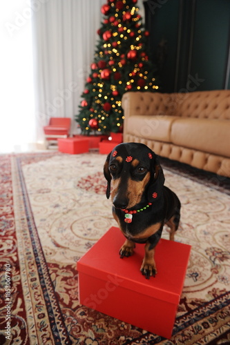 cachorro fofo duchshund no natal 