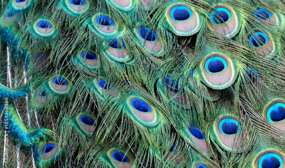 Obraz premium Vibrant peacock feathers close-up