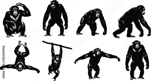 Set of chimpanzee silhouettes in various poses, black vector animal illustrations showing movement, behavior, and expressive wildlife character designs