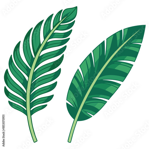 Tropical-leaves palm-leaf exotic-foliage banana 