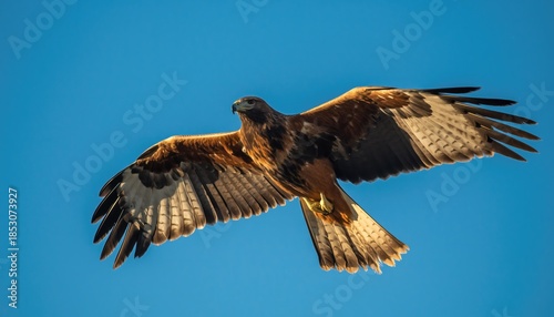 Hawk Gliding Smoothly in Bright Azure Sky with Sharp Focus