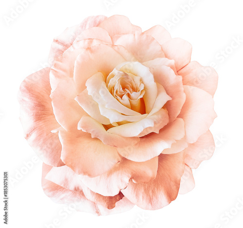 Rose  flower  on   isolated background with clipping path.  Closeup. For design. Studio shot.  Nature. Transparent background.	