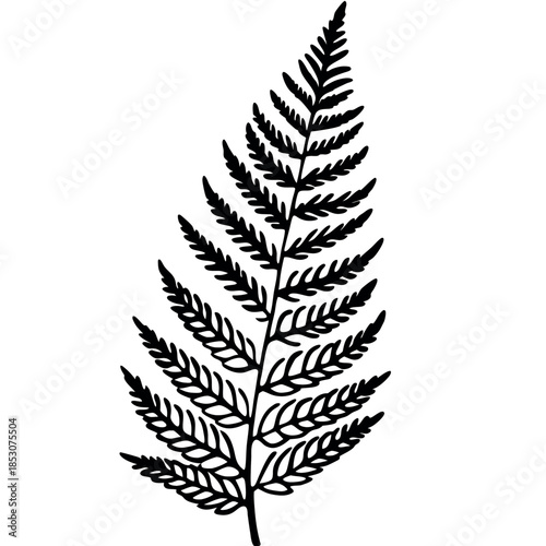 black fern leaf on white background clip art preview
