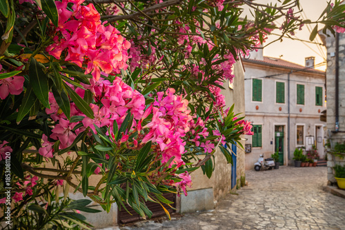 Rovinj, Croatia - Beautiful pink oleander flowers at the alleyway of the Old Town of Rovinj with a warm summer sunrise. Scooter and traditional buildings at background