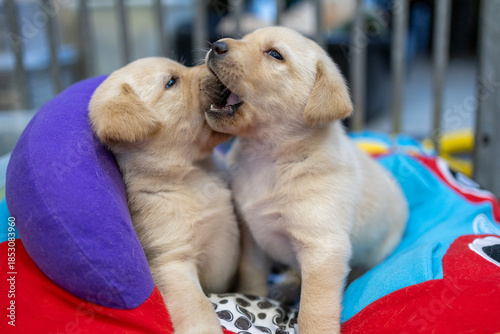 Two 4-week-old blonde Labrador puppies playing in a colorful plush toy car; dog, animal, pet, companion animal, mammal, domestic dog, guide dog, dog with a mission