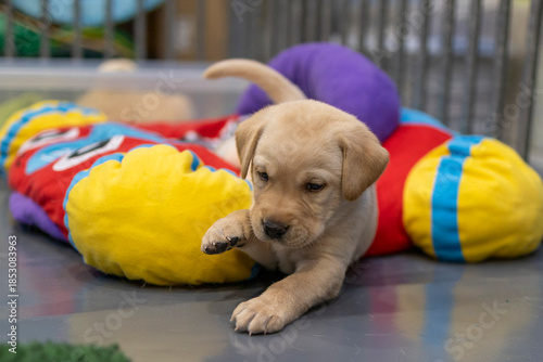 Blonde Labrador puppy climbing out of a colorful plush toy car, moving toward the corner of a green vet bed; dog, animal, pet, companion animal, mammal, domestic dog, guide dog, dog with a mission