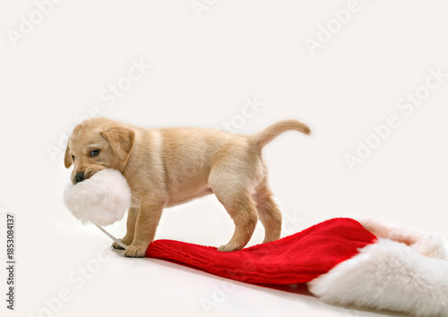 Small Labrador puppy carrying a red and white Santa hat; dog, animal, pet, companion animal, mammal, domestic dog, guide dog, dog with a mission