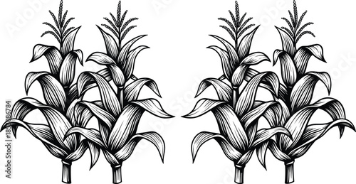 Vintage Hand-Drawn Engraving Style Corn Plants and Maize Crop Vector Illustration; Agriculture, Farming, Harvest, and Food Production Concept Art; Black and White Graphic Design.