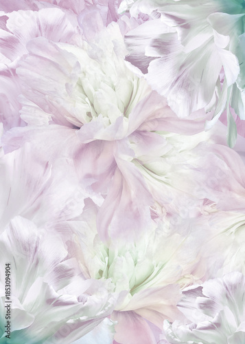Floral spring background.  Peonies flowers and petals flowers. Close-up.  Greeting card.  Nature.