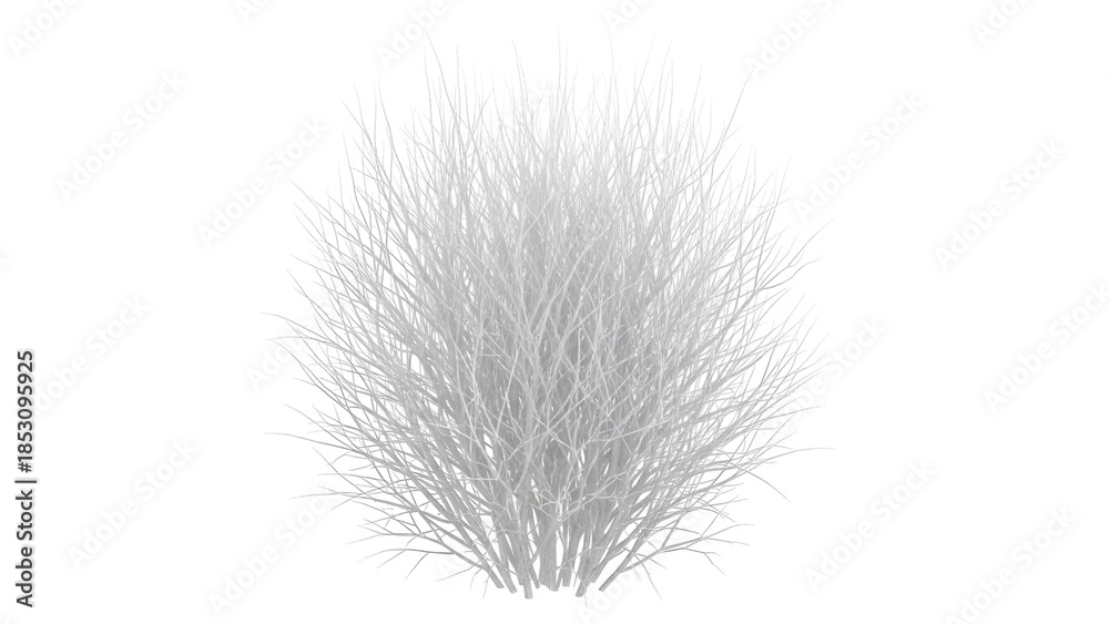 Obraz premium White grass bush