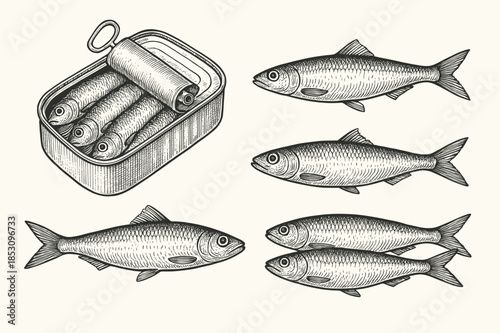 Detailed engraving of various sardines including an open can of fish and individual fresh seafood perfect for culinary publication or food industry advertising