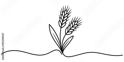 Minimalist black line drawing illustration of two wheat stalks growing from the ground Vector, illustration