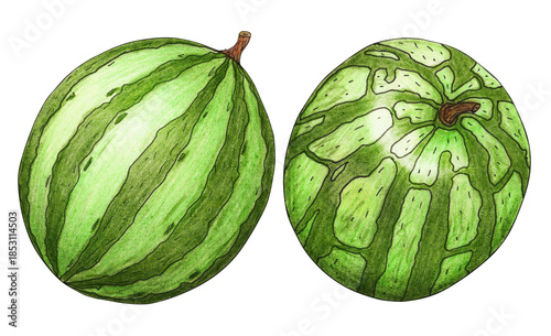 Set of watermelons hand drawn watercolor. Ripe berries. Big juicy fruit. Organic farm. Round, green. Healthy eating. Vitamin food. Vegan. Summer seasonal illustration.