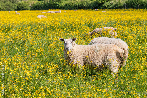 Sheep grazing in a field of yellow buttercups in the Cotswold village of Alvescot, Oxfordshire, England UK