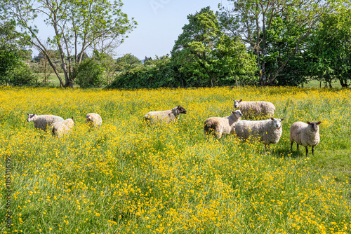 Sheep grazing in a field of yellow buttercups in the Cotswold village of Alvescot, Oxfordshire, England UK
