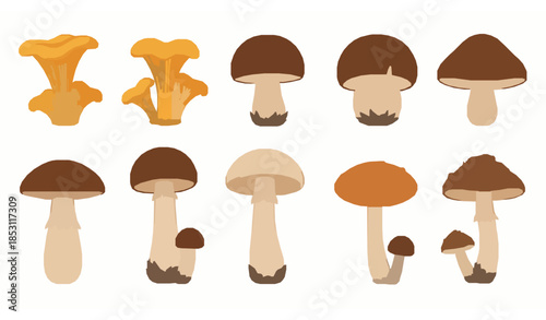 Forest mushroom flat vector illustration set with edible and poisonous fungi chanterelle boletus amanita champignon