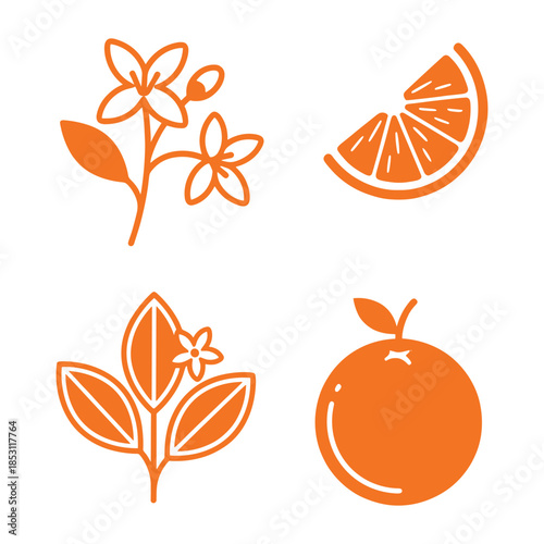 Citrus blossom and orange fruit vector illustration elements for product logo