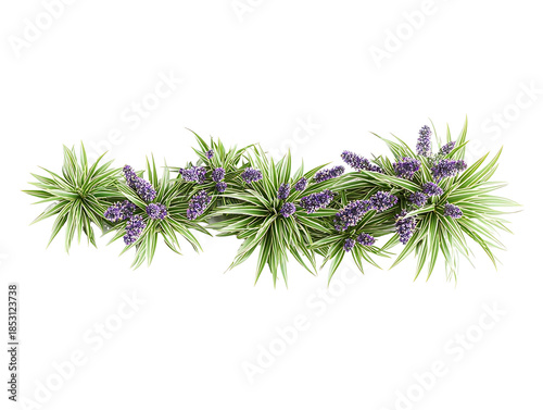 Generate me a side profile of a grouping of variegated Liriope plans with purple flowers on white background realistic for a landscape design