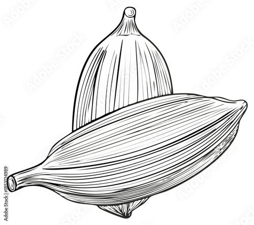 Two Cardamom Pods Hand Drawn Outline Illustration