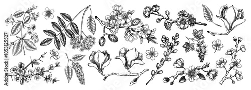 Blooming trees sketch set. Flowering branches hand drawn vector illustration. Vintage spring drawings. NOT AI generated