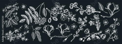 Blooming trees sketch set. Flowering branches hand drawn vector illustration. Vintage spring drawings. NOT AI generated