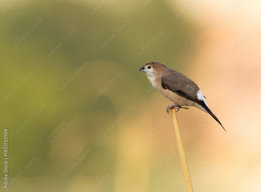 Obraz premium Portrait of a Indian Silverbill perched on a wooden log at Buri farm, bahrain