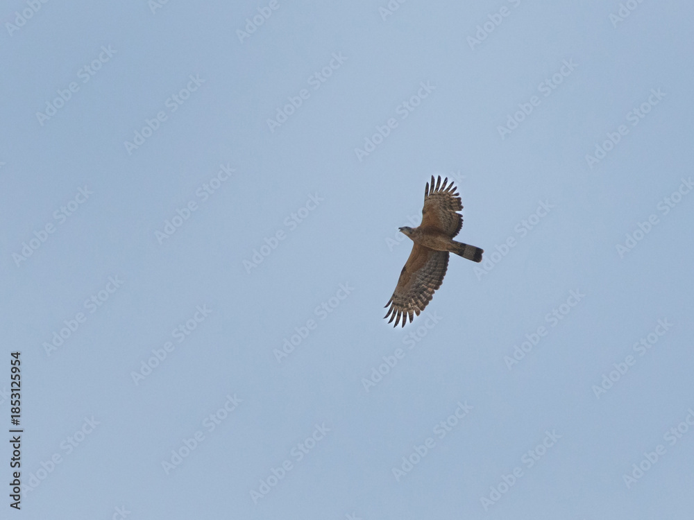 Fototapeta premium Honey Buzzard in flight at Jasra, Bahrain