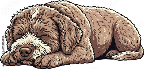 Lagotto Romagnolo dog lying down cute sleeping pose