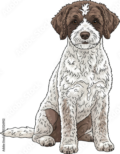 Lagotto Romagnolo dog sitting upright cute attentive pose